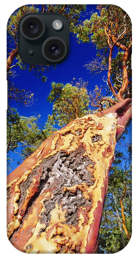 Madrone Tree iPhone Case featuring the photograph Madrone Tree by David Nunuk