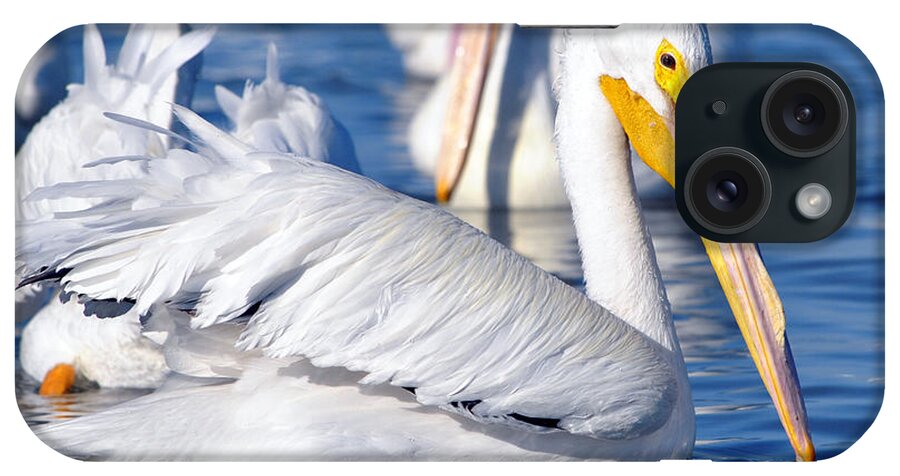 White Pelicans iPhone Case featuring the photograph Majestic by Maria Nesbit