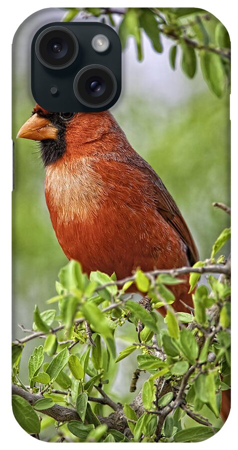 Texas iPhone Case featuring the photograph Male Northern Cardinal by Fred J Lord