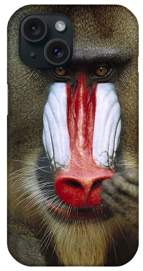 00620087 iPhone Case featuring the photograph Mandrill Picking His Nose by Cyril Ruoso