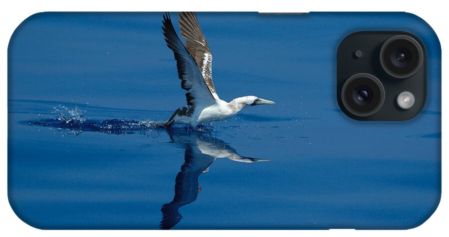 Masked Booby iPhone Case featuring the photograph Masked Booby by Bradford Martin