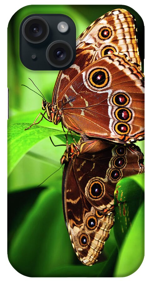 Butterfly iPhone Case featuring the photograph Mating Butterflies by Harry Spitz