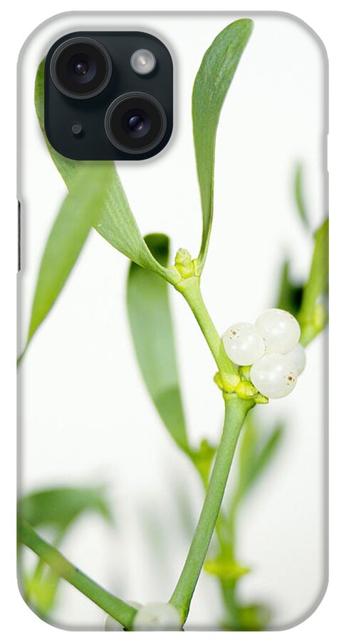 Viscum Album iPhone Case featuring the photograph Mistletoe Sprigs by Lawrence Lawry