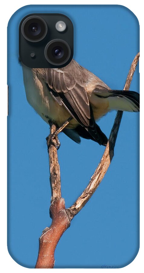 Mocking Bird iPhone Case featuring the photograph Mock One by S Paul Sahm