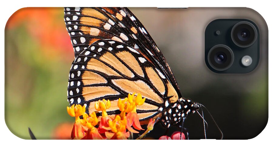 Butterfly iPhone Case featuring the photograph Monarch and Milkweed by Heidi Smith