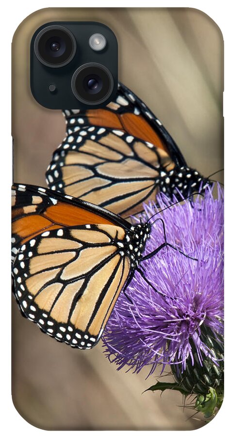 Marsh iPhone Case featuring the photograph Monarch Butterflies on Field Thistle DIN162 by Gerry Gantt