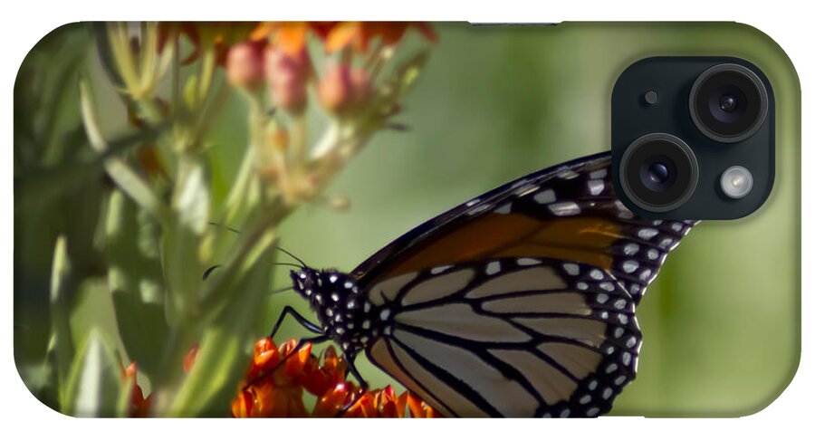 Monarch iPhone Case featuring the photograph Monarch Butterfly On Red Flower by Sven Brogren