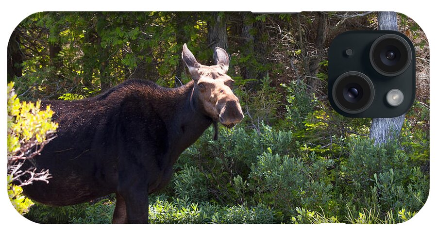 Moose iPhone Case featuring the photograph Moose Baxter State Park 4 by Glenn Gordon