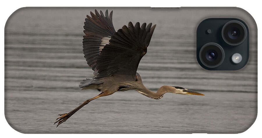 Heron iPhone Case featuring the photograph Morning flight by Eunice Gibb