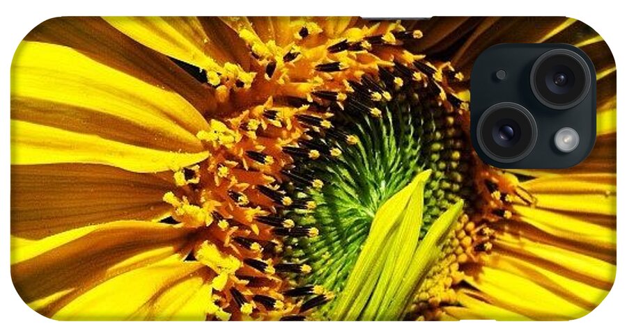 Sunflower iPhone Case featuring the photograph Morning Sun by Gwyn Newcombe