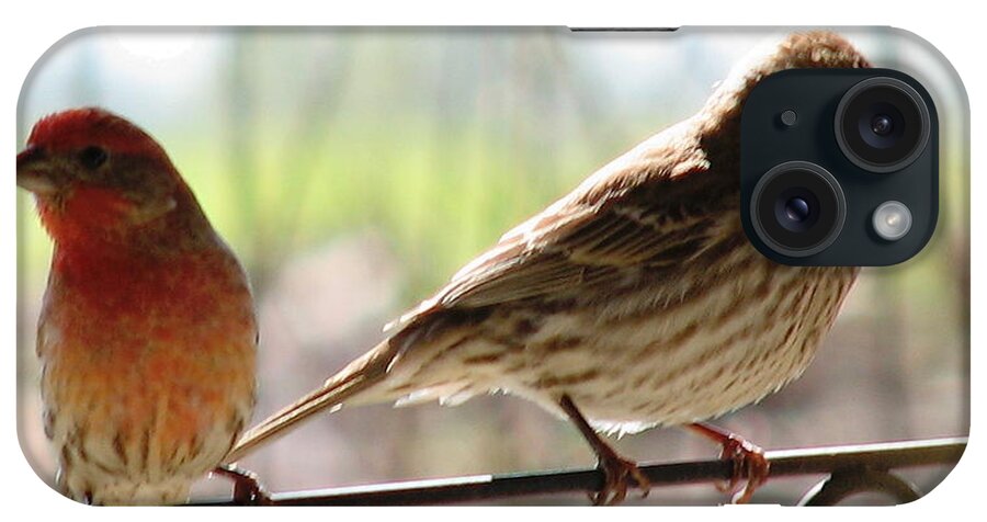 Birds iPhone Case featuring the photograph Morning Visitors 2 by Rory Siegel