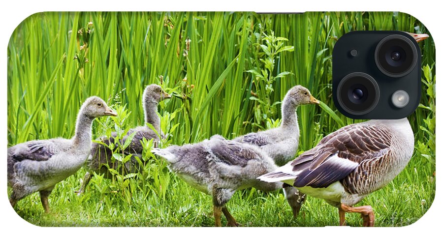 Aloof iPhone Case featuring the photograph Mother goose leading goslings by Simon Bratt