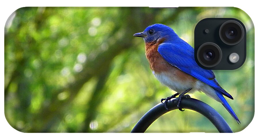 Nature iPhone Case featuring the photograph Mr Bluebird by Judy Wanamaker