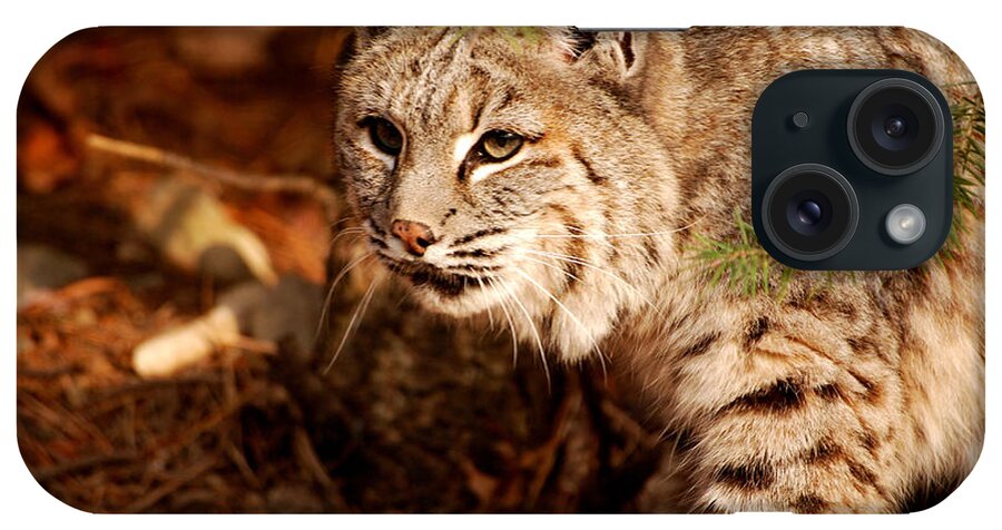Bobcat iPhone Case featuring the photograph Mr. Whiskers by Lori Tambakis