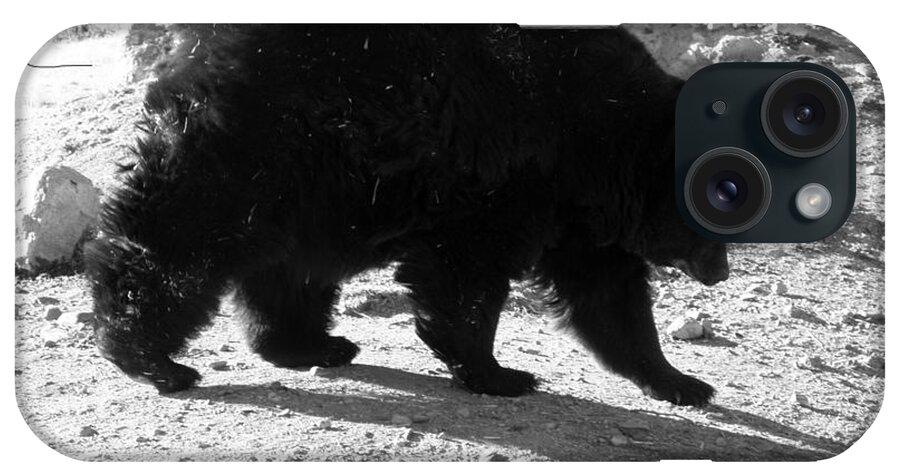Black iPhone Case featuring the photograph Mrs Black Bear by Kim Galluzzo