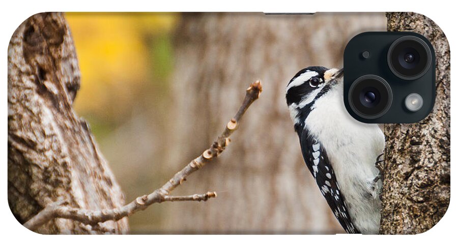 Downy Woodpecker iPhone Case featuring the photograph Mrs. Downy by Cheryl Baxter