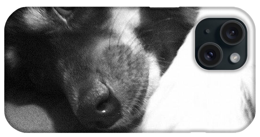 Dog Paw Hand Fur Friend Friends Companion Pet Animal Cute Cuddly Touching Kind Loving Love Dedicated Loyal Newcsassemblage iPhone Case featuring the photograph Mutual Feelings by Gwyn Newcombe