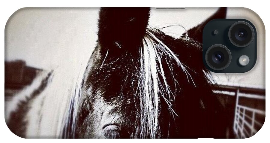 Insta_pick_bw iPhone Case featuring the photograph My Pinto Neighbor by Paul Cutright