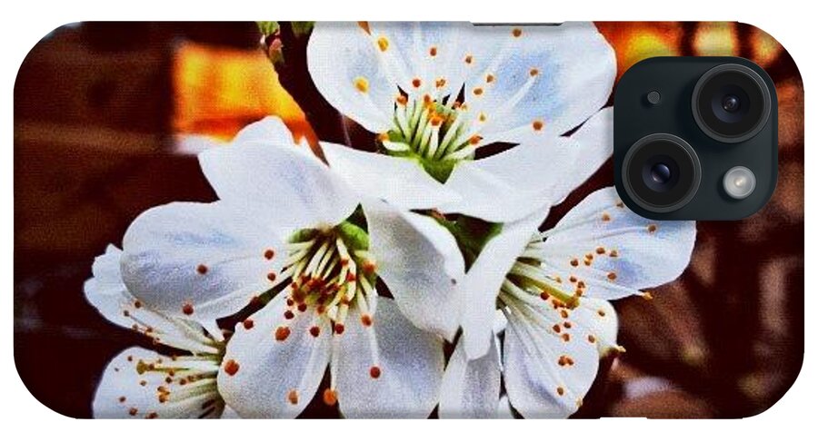 Instagram iPhone Case featuring the photograph New Blossoms by Paul Cutright