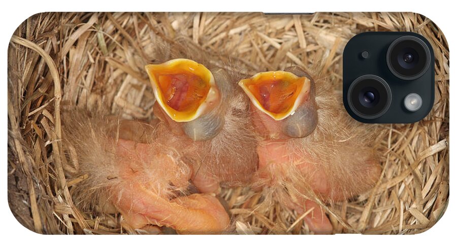 Robin iPhone Case featuring the photograph Newborn Robin Nestlings by Ted Kinsman