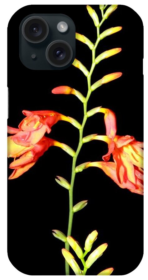 Flower iPhone Case featuring the photograph Nights Beauties by Kim Galluzzo