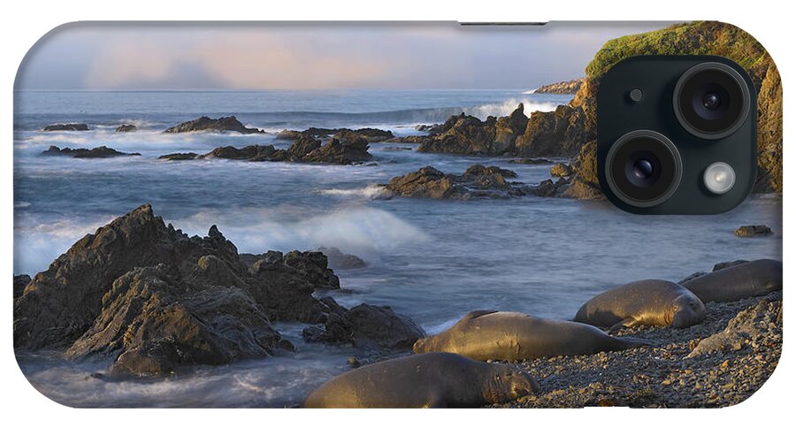 00175284 iPhone Case featuring the photograph Northern Elephant Seal Group Resting by Tim Fitzharris