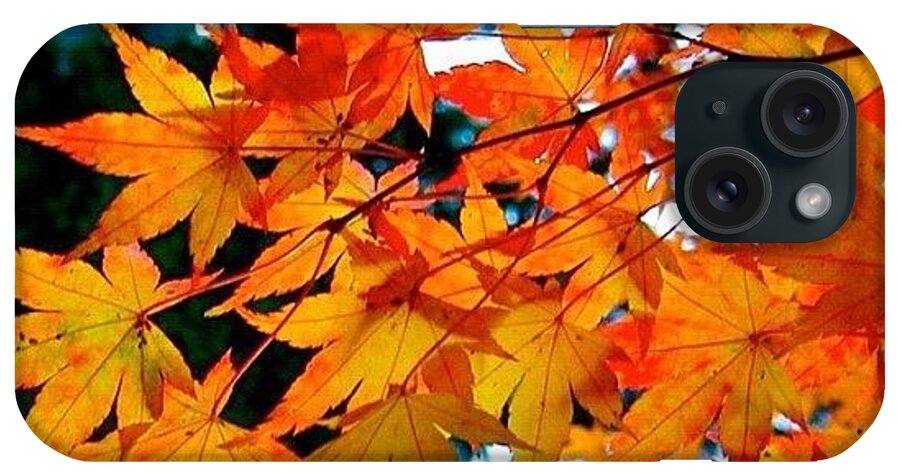 Fall Color iPhone Case featuring the photograph Orange Maple Leaves by Anna Porter