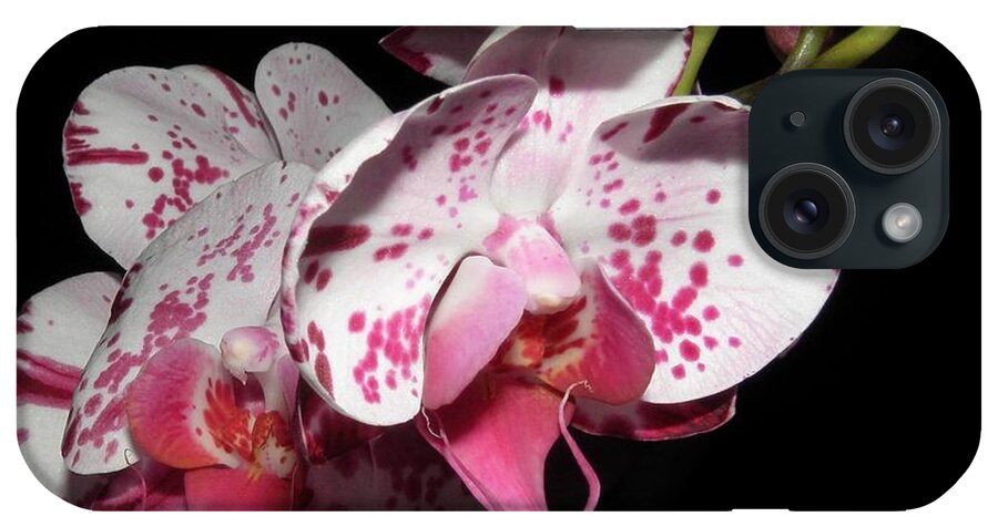 Orchid iPhone Case featuring the photograph Orchid beauties by Kim Galluzzo