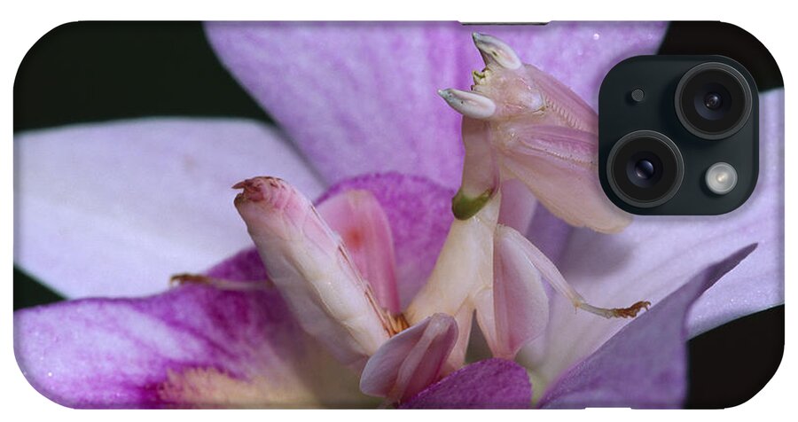 00785436 iPhone Case featuring the photograph Orchid Mantis in the Pink by Thomas Marent