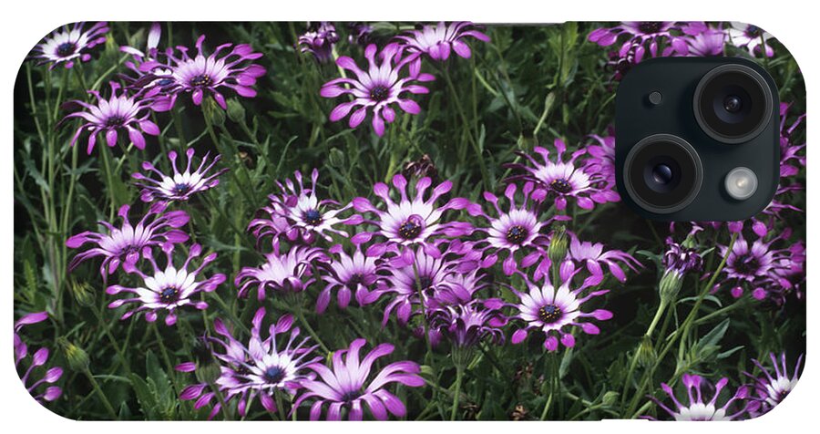 Horticulture iPhone Case featuring the photograph Osteospermum Cannington John by Adrian Thomas