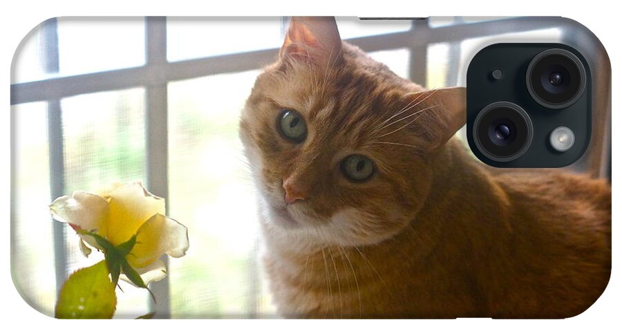 Orange Tabby iPhone Case featuring the photograph Our New Princess by Byron Varvarigos