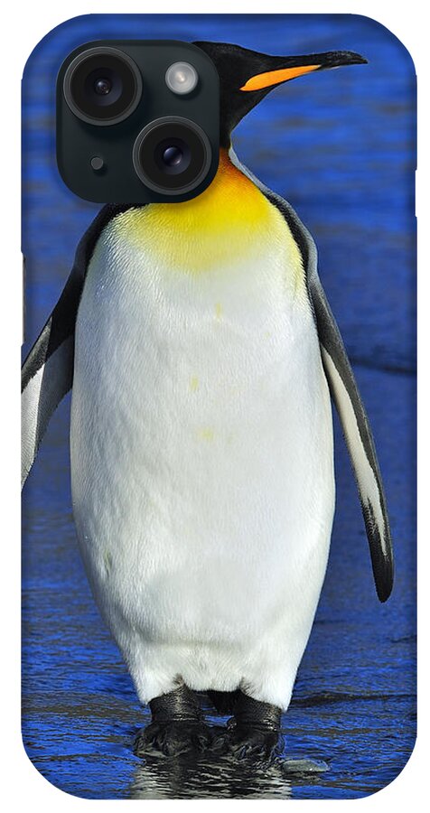 King Penguin iPhone Case featuring the photograph Out Of Water by Tony Beck
