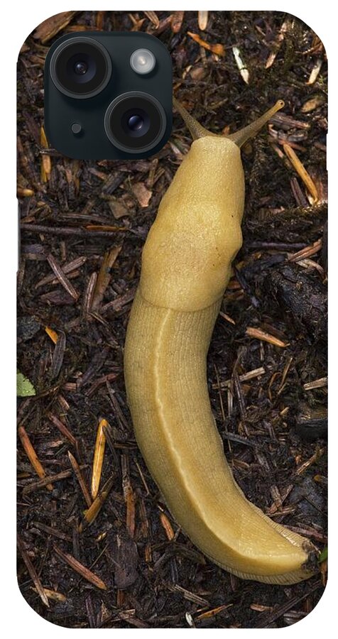 Ariolimax Columbianus iPhone Case featuring the photograph Pacific Banana Slug by Bob Gibbons