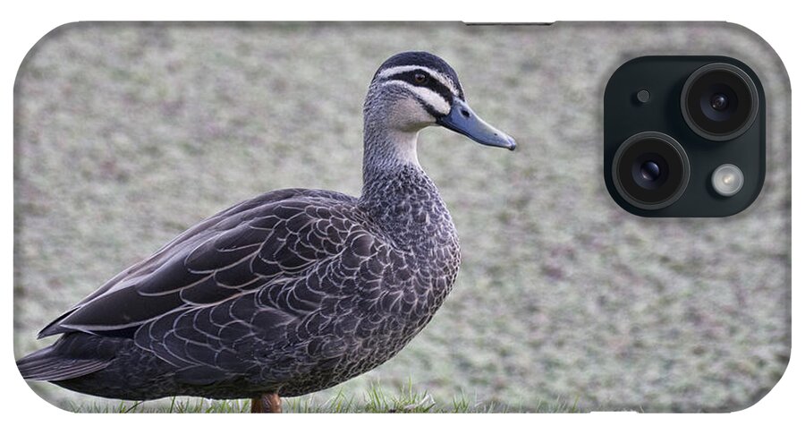 Pacific Black Duck iPhone Case featuring the photograph Pacific Black Duck by Douglas Barnard