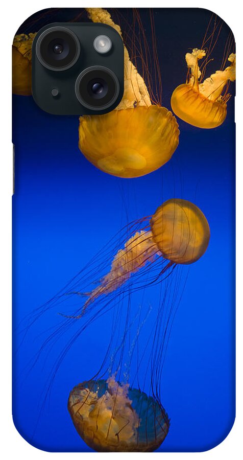 00450739 iPhone Case featuring the photograph Pacific Sea Nettles California by Suzi Eszterhas