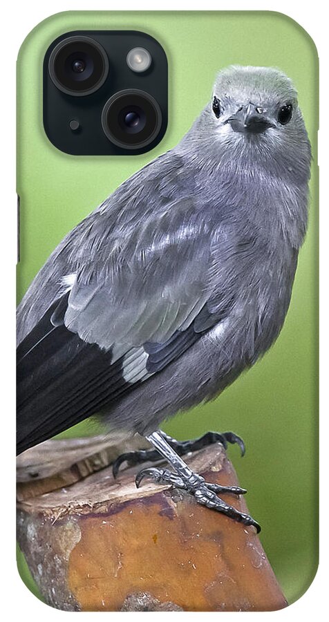 Animal iPhone Case featuring the photograph Palm Tanager by Jean-Luc Baron