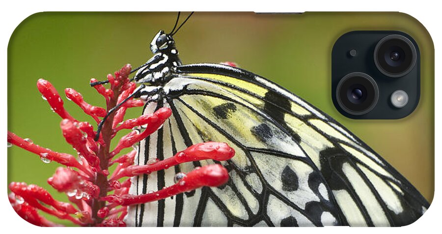 Mp iPhone Case featuring the photograph Paper Kite Idea Leuconoe Butterfly by Tim Fitzharris