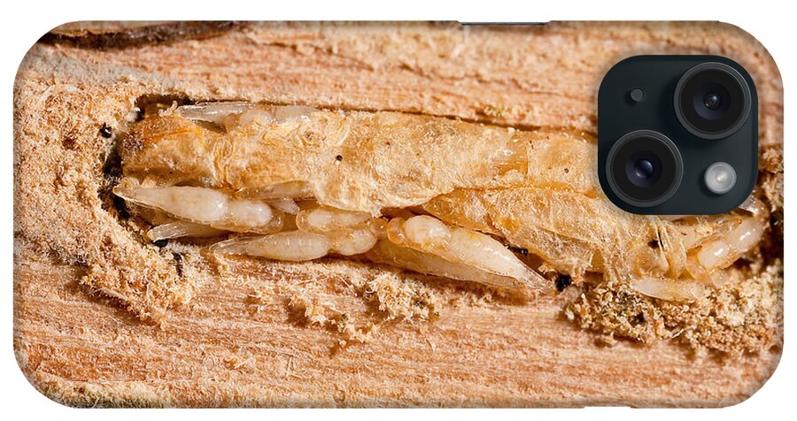 Animal iPhone Case featuring the photograph Parasitized Ash Borer Larva by Science Source