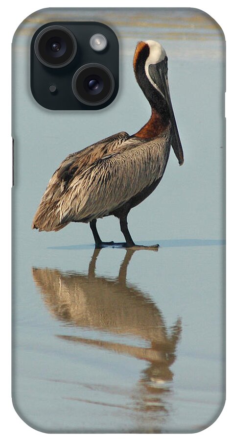 Pelican iPhone Case featuring the photograph Pelican Reflections by Cindy Haggerty