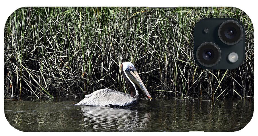 Pelican iPhone Case featuring the photograph Pelican Swimming by Al Powell Photography USA