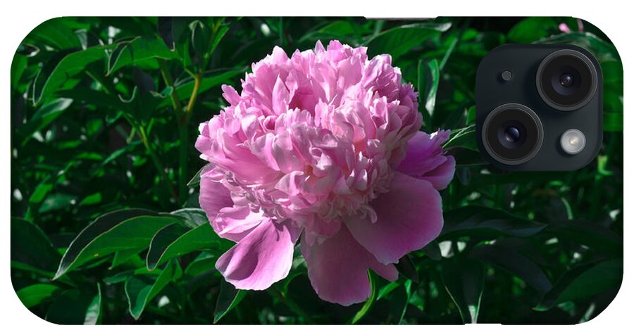 Closeup iPhone Case featuring the photograph Peony by Michael Goyberg