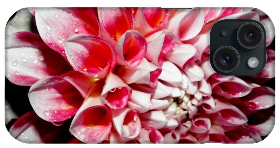 Pink iPhone Case featuring the photograph Perfection In Pink by Kim Galluzzo