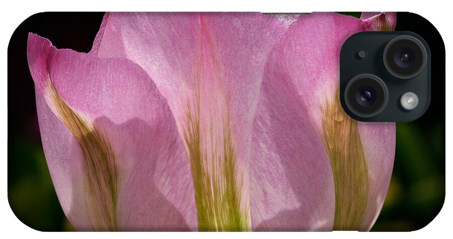 Flower iPhone Case featuring the photograph Pink Backlit tulip by Jean Noren