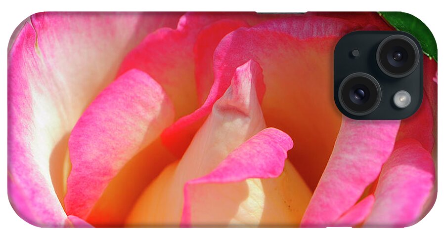 Flower iPhone Case featuring the photograph Pink and White Rose by Bill Dodsworth