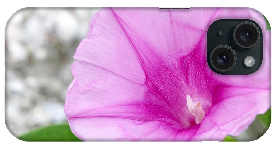 Landscape iPhone Case featuring the photograph Pink Morning Glory Flower by Sabrina L Ryan