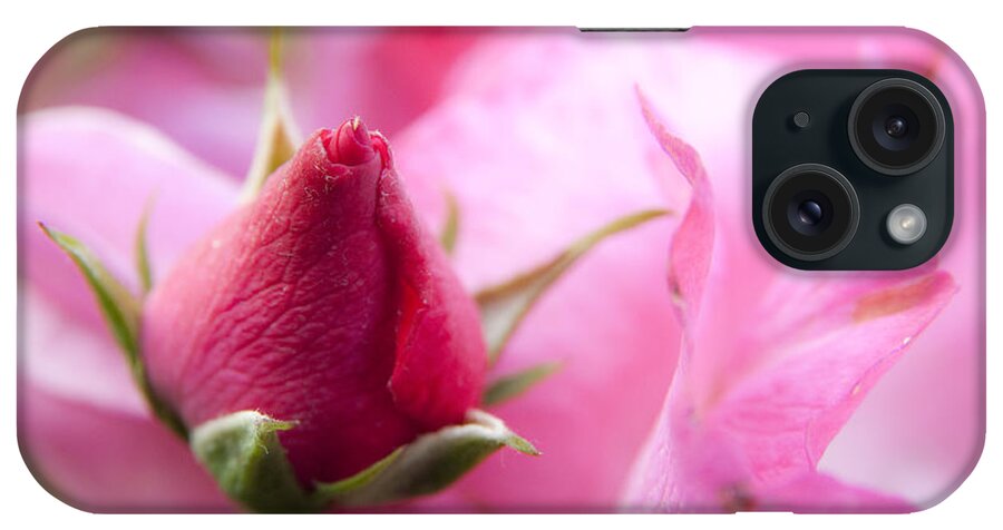 Pink iPhone Case featuring the photograph Pink Rose by Jeannette Hunt