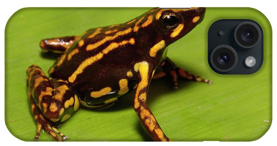 Mp iPhone Case featuring the photograph Poison Dart Frog Epipedobates Sp New by Pete Oxford