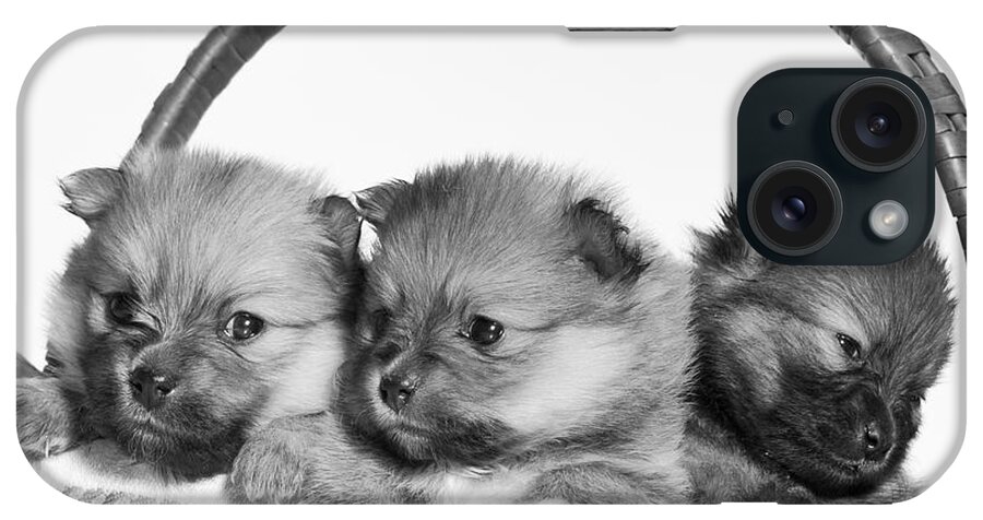 Puppies iPhone Case featuring the photograph Pomeranian by Everet Regal