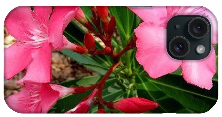 Pink iPhone Case featuring the photograph Popping Pink by Kim Galluzzo