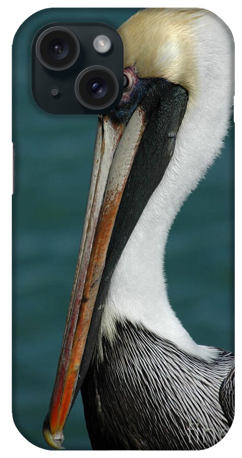 Pelican iPhone Case featuring the photograph Posing for the Tourists by Vivian Christopher